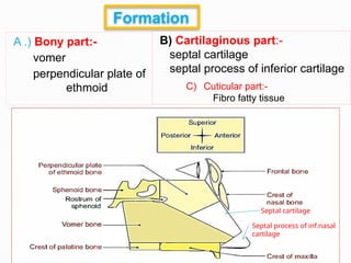 Bonye Process Nose & Nasal septum anatomy notes PowerPoint | PPTX