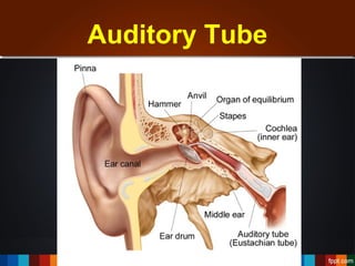 Nose, paranasal sinuses and ear | PPT