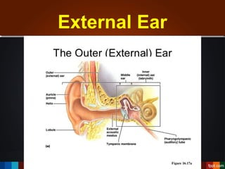 Diagram of sinuses and ear