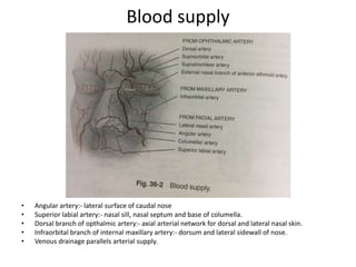 Blood supply
• Angular artery:- lateral surface of caudal nose
• Superior labial artery:- nasal sill, nasal septum and base of columella.
• Dorsal branch of opthalmic artery:- axial arterial network for dorsal and lateral nasal skin.
• Infraorbital branch of internal maxillary artery:- dorsum and lateral sidewall of nose.
• Venous drainage parallels arterial supply.
 