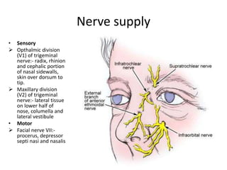 Nerve supply
• Sensory
 Opthalmic division
(V1) of trigeminal
nerve:- radix, rhinion
and cephalic portion
of nasal sidewalls,
skin over dorsum to
tip.
 Maxillary division
(V2) of trigeminal
nerve:- lateral tissue
on lower half of
nose, columella and
lateral vestibule
• Motor
 Facial nerve VII:-
procerus, depressor
septi nasi and nasalis
 