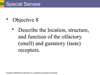 Copyright © 2006 Pearson Education, Inc., publishing as Benjamin Cummings
Special Senses
 Objective 8
 Describe the location, structure,
and function of the olfactory
(smell) and gustatory (taste)
receptors.
 