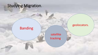 Studying Migration.
Banding
geolocators.
satellite
tracking,
 
