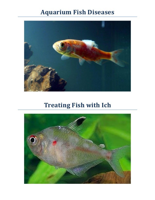 No Sick Fish Treating Fish with Ich