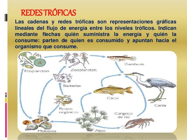 cadena trofica rio nos informamos sobre cadenas y redes tr 243 ficas cadena trofica rio nos informamos sobre cadenas y redes tr 243 ficas