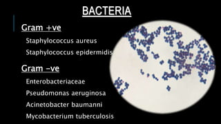 Gram +ve
Staphylococcus aureus
Staphylococcus epidermidis
Gram -ve
Enterobacteriaceae
Pseudomonas aeruginosa
Acinetobacter baumanni
Mycobacterium tuberculosis
BACTERIA
 