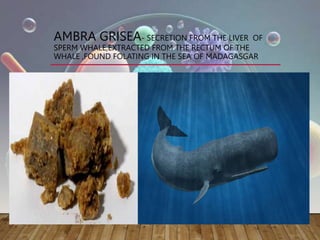 AMBRA GRISEA- SECRETION FROM THE LIVER OF
SPERM WHALE,EXTRACTED FROM THE RECTUM OF THE
WHALE ,FOUND FOLATING IN THE SEA OF MADAGASGAR
 