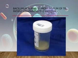 BACILLINUM BURNETT- FROM SPUTUM OF TB
PATIENT CONTAINING THE BACTERIA
 