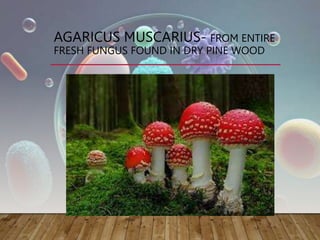 AGARICUS MUSCARIUS- FROM ENTIRE
FRESH FUNGUS FOUND IN DRY PINE WOOD
 