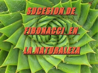    
SUCESION DESUCESION DE
FIBONACCI ENFIBONACCI EN
LA NATURALEZALA NATURALEZA
 