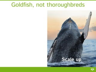 Goldfish, not thoroughbreds

Scale up

 