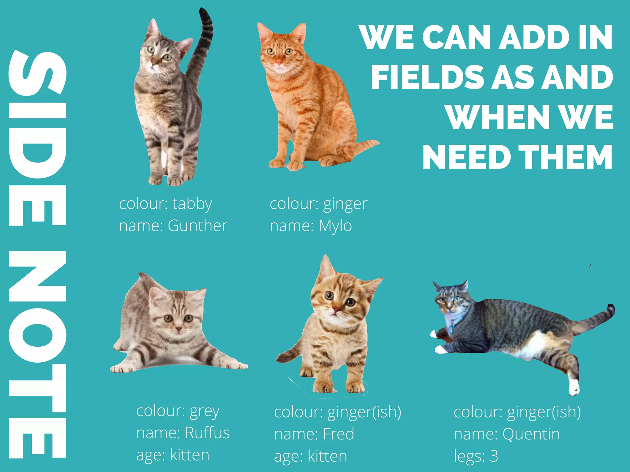 SIDENOTE
colour: tabby
name: Gunther
colour: ginger
name: Mylo
colour: grey
name: Ruﬀus
age: kitten
colour: ginger(ish)
name: Fred
age: kitten
colour: ginger(ish)
name: Quentin
legs: 3
WE CAN ADD IN
FIELDS AS AND
WHEN WE
NEED THEM
 