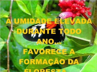 A UMIDADE ELEVADA DURANTE TODO ANO... FAVORECE A FORMAÇÃO DA FLORESTA... 