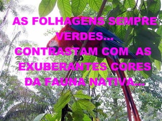 AS FOLHAGENS SEMPRE VERDES... CONTRASTAM COM  AS  EXUBERANTES CORES DA FAUNA NATIVA... 