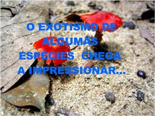 O EXOTISMO DE ALGUMAS  ESPÉCIES  CHEGA  A IMPRESSIONAR... 