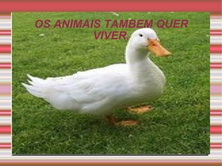 OS ANIMAIS TAMBEM QUER VIVER. 