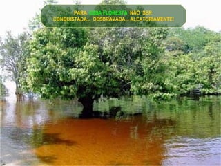 PARA  ESSA FLORESTA  NÃO  SER  CONQUISTADA...  DESBRAVADA... ALEATORIAMENTE! 