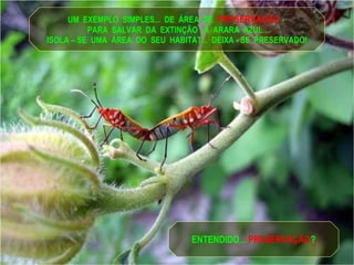 UM  EXEMPLO  SIMPLES...  DE  ÁREA  DE  PRESERVAÇÃO  -  PARA  SALVAR  DA  EXTINÇÃO  A  ARARA  AZUL... ISOLA – SE  UMA  ÁREA  DO  SEU  HABITAT...  DEIXA - SE  PRESERVADO! ENTENDIDO...  PRESERVAÇÃO ? 
