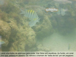 Baba de
                                                        boi




Levei uma bolsa de estanque para poder tirar fotos sub aquáticas. Ao fundo, um coral
vivo que parece um cérebro. Os nativos o chamam de “baba de boi” por ser pegajoso.
 