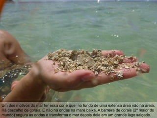 Um dos motivos do mar ter essa cor é que no fundo de uma extensa área não há areia.
Há cascalho de corais. E não há ondas na maré baixa. A barreira de corais (2ª maior do
mundo) segura as ondas e transforma o mar depois dele em um grande lago salgado.
 