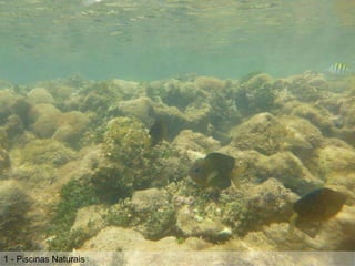 1 - Piscinas Naturais
 