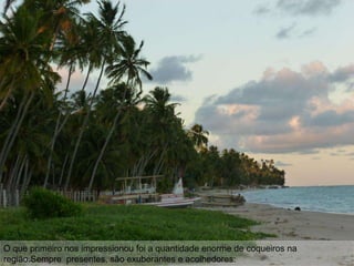 O que primeiro nos impressionou foi a quantidade enorme de coqueiros na
região.Sempre presentes, são exuberantes e acolhedores:
 