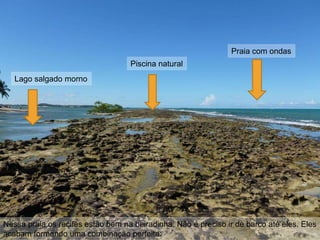 Praia com ondas
                                   Piscina natural
   Lago salgado morno




Nessa praia os recifes estão bem na beiradinha. Não é preciso ir de barco até eles. Eles
acabam formando uma combinação perfeita:
 