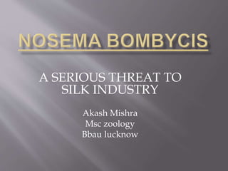 A SERIOUS THREAT TO
SILK INDUSTRY
Akash Mishra
Msc zoology
Bbau lucknow
 