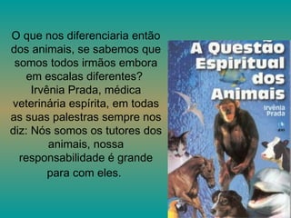O que nos diferenciaria então dos animais, se sabemos que somos todos irmãos embora em escalas diferentes?  Irvênia Prada, médica veterinária espírita, em todas as suas palestras sempre nos diz: Nós somos os tutores dos animais, nossa responsabilidade é grande para com eles.   