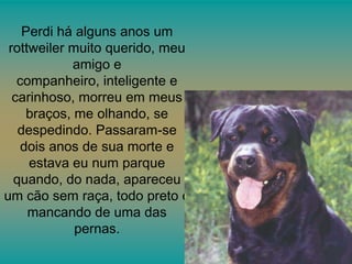 Perdi há alguns anos um
rottweiler muito querido, meu
amigo e
companheiro, inteligente e
carinhoso, morreu em meus
braços, me olhando, se
despedindo. Passaram-se
dois anos de sua morte e
estava eu num parque
quando, do nada, apareceu
um cão sem raça, todo preto e
mancando de uma das
pernas.

 