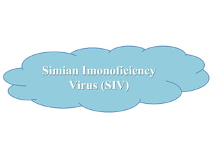 Simian Imonoficiency
Virus (SIV)
 