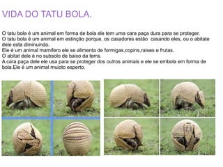 VIDA DO TATU BOLA.
O tatu bola é um animal em forma de bola ele tem uma cara paça dura para se proteger.
O tatu bola é um animal em estinção porque, os casadores estão casando eles, ou o abitate
dele esta diminuindo.
Ele é um animal mamifero ele se alimenta de formigas,copins,raises e frutas.
O abitat dele é no subsolo de baixo da terra.
A cara paça dele ele usa para se proteger dos outros animais e ele se embola em forma de
bola.Ele é um animal muioto esperto.
 
