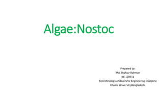 Algae:Nostoc
Prepared by:
Md. Shakiur Rahman
ID: 170711
Biotechnology and Genetic Engineering Discipline
Khulna University,Bangladesh.
 