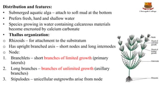 Distribution and features:
• Submerged aquatic alga – attach to soft mud at the bottom
• Prefers fresh, hard and shallow water
• Species growing in water containing calcareous materials
become encrusted by calcium carbonate
• Thallus organization:
o Rhizoids – for attachment to the substratum
o Has upright branched axis – short nodes and long internodes
o Node:
1. Branchlets – short branches of limited growth (primary
laterals)
2. Long branches – branches of unlimited growth (axillary
branches)
3. Stipulodes – unicellular outgrowths arise from node
 