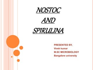 NOSTOC
AND
SPIRULINA
PRESENTED BY,
Vivek kumar
M.SC MICROBIOLOGY
Bangalore university
 