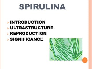 ULTRASTRUCTURE
 Spirulina is a Filamentous Cyanobacteria and cell
wall is formed by 4 numbered layers.
 The layers are L...