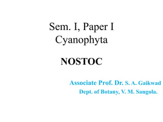 Sem. I, Paper I
Cyanophyta
NOSTOC
Associate Prof. Dr. S. A. Gaikwad
Dept. of Botany, V. M. Sangola.
 