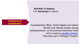 Nutrition in Nostoc
It is Autotroph in nature.
Cyanobacteria (Blue, Green Algae) use carbon
dioxide and release oxygen during
photosynthesis, so environment becomes fresh
and is used by aquatic animals.
They take part in Nitrogen Fixation.
Importance of
Cyanobacteria
 