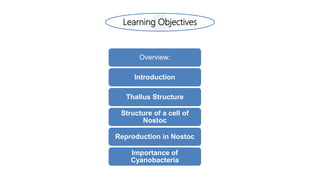 Learning Objectives
Overview:
Introduction
Thallus Structure
Structure of a cell of
Nostoc
Reproduction in Nostoc
Importance of
Cyanobacteria
 