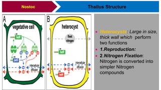 Thallus Structure
 Heterocysts: Large in size,
thick wall which perform
two functions
 1.Reproduction:
 2.Nitrogen Fixation:
Nitrogen is converted into
simpler Nitrogen
compounds
Nostoc
 