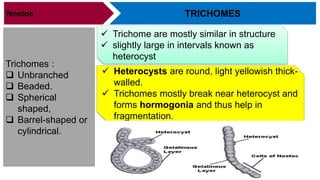 TRICHOMES
Trichomes :
 Unbranched
 Beaded.
 Spherical
shaped,
 Barrel-shaped or
cylindrical.
Nostoc
 Trichome are mostly similar in structure
 slightly large in intervals known as
heterocyst
 Heterocysts are round, light yellowish thick-
walled.
 Trichomes mostly break near heterocyst and
forms hormogonia and thus help in
fragmentation.
 