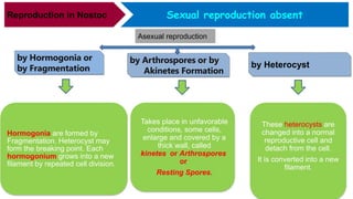 Sexual reproduction absentReproduction in Nostoc
Asexual reproduction
by Hormogonia or
by Fragmentation
Hormogonia are formed by
Fragmentation. Heterocyst may
form the breaking point. Each
hormogonium grows into a new
filament by repeated cell division.
by Arthrospores or by
Akinetes Formation
Takes place in unfavorable
conditions, some cells,
enlarge and covered by a
thick wall, called
kinetes or Arthrospores
or
Resting Spores.
These heterocysts are
changed into a normal
reproductive cell and
detach from the cell.
It is converted into a new
filament.
by Heterocyst
 