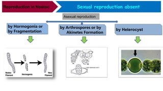Sexual reproduction absentReproduction in Nostoc
Asexual reproduction
by Hormogonia or
by Fragmentation
by Arthrospores or by
Akinetes Formation
by Heterocyst
 