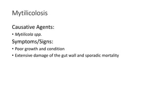 Mytilicolosis
Causative Agents:
• Mytilicola spp.
Symptoms/Signs:
• Poor growth and condition
• Extensive damage of the gut wall and sporadic mortality
 