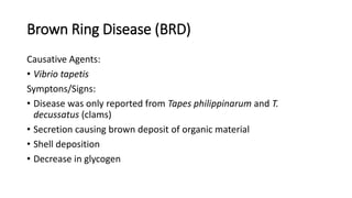 Brown Ring Disease (BRD)
Causative Agents:
• Vibrio tapetis
Symptons/Signs:
• Disease was only reported from Tapes philippinarum and T.
decussatus (clams)
• Secretion causing brown deposit of organic material
• Shell deposition
• Decrease in glycogen
 