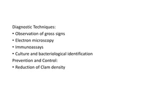 Diagnostic Techniques:
• Observation of gross signs
• Electron microscopy
• Immunoassays
• Culture and bacteriological identification
Prevention and Control:
• Reduction of Clam density
 