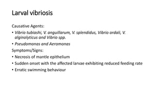Larval vibriosis
Causative Agents:
• Vibrio tubiashi, V. anguillarum, V. splendidus, Vibrio ordali, V.
alginolyticus and Vibrio spp.
• Pseudomonas and Aeromonas
Symptoms/Signs:
• Necrosis of mantle epithelium
• Sudden onset with the affected larvae exhibiting reduced feeding rate
• Erratic swimming behaviour
 