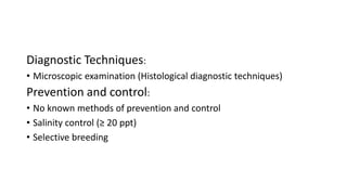 Diagnostic Techniques:
• Microscopic examination (Histological diagnostic techniques)
Prevention and control:
• No known methods of prevention and control
• Salinity control (≥ 20 ppt)
• Selective breeding
 
