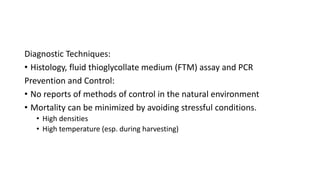 Diagnostic Techniques:
• Histology, fluid thioglycollate medium (FTM) assay and PCR
Prevention and Control:
• No reports of methods of control in the natural environment
• Mortality can be minimized by avoiding stressful conditions.
• High densities
• High temperature (esp. during harvesting)
 