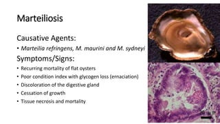 Marteiliosis
Causative Agents:
• Marteilia refringens, M. maurini and M. sydneyi
Symptoms/Signs:
• Recurring mortality of flat oysters
• Poor condition index with glycogen loss (ernaciation)
• Discoloration of the digestive gland
• Cessation of growth
• Tissue necrosis and mortality
 